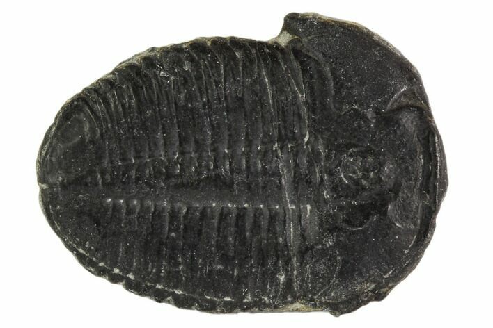 Elrathia Trilobite Fossil - Utah #108662